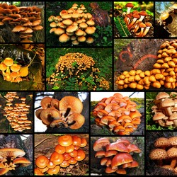 Jigsaw puzzle: Mushrooms