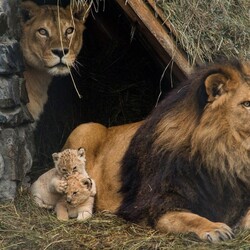 Jigsaw puzzle: Lion family at the Novosibirsk Zoo