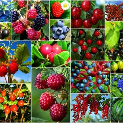 Jigsaw puzzle: Berries