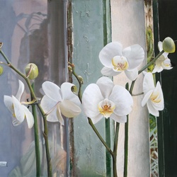Jigsaw puzzle: White orchids
