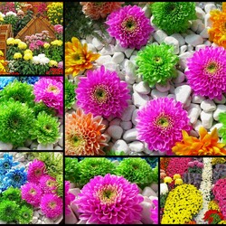 Jigsaw puzzle: Chrysanthemums