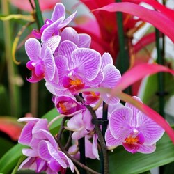 Jigsaw puzzle: Orchids