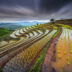 Jigsaw puzzle: Rice fields of Thailand