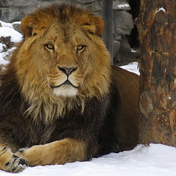 Jigsaw puzzle: Lion in winter