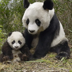 Jigsaw puzzle: Panda with baby