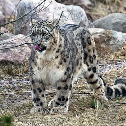 Jigsaw puzzle: Snow leopard or irbis