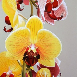 Jigsaw puzzle: Lovely orchids