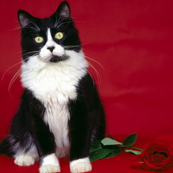 Jigsaw puzzle: Cat with red rose