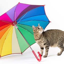 Jigsaw puzzle: Graceful kitty with an umbrella