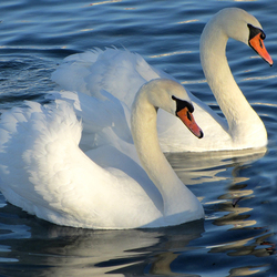 Jigsaw puzzle: Couple of swans