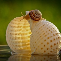Jigsaw puzzle: Snail and houses