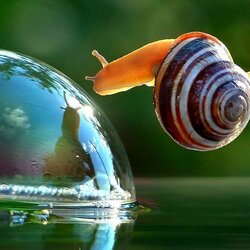 Jigsaw puzzle: Snail and droplet