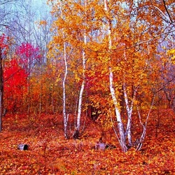 Jigsaw puzzle: Beautiful autumn