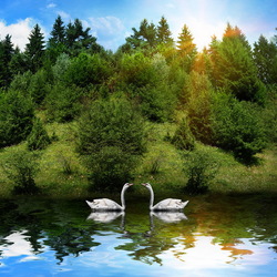Jigsaw puzzle: Swans on the lake
