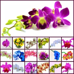 Jigsaw puzzle: Orchids
