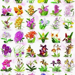 Jigsaw puzzle: Orchid world