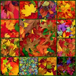 Jigsaw puzzle: Autumn color