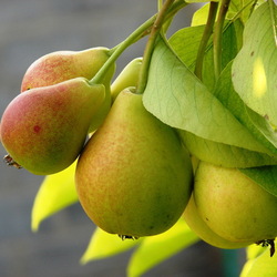 Jigsaw puzzle: Ripe pears