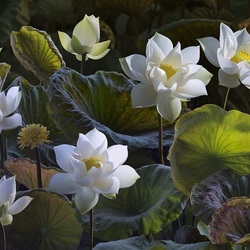 Jigsaw puzzle: Water lilies