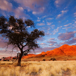 Jigsaw puzzle: Desert