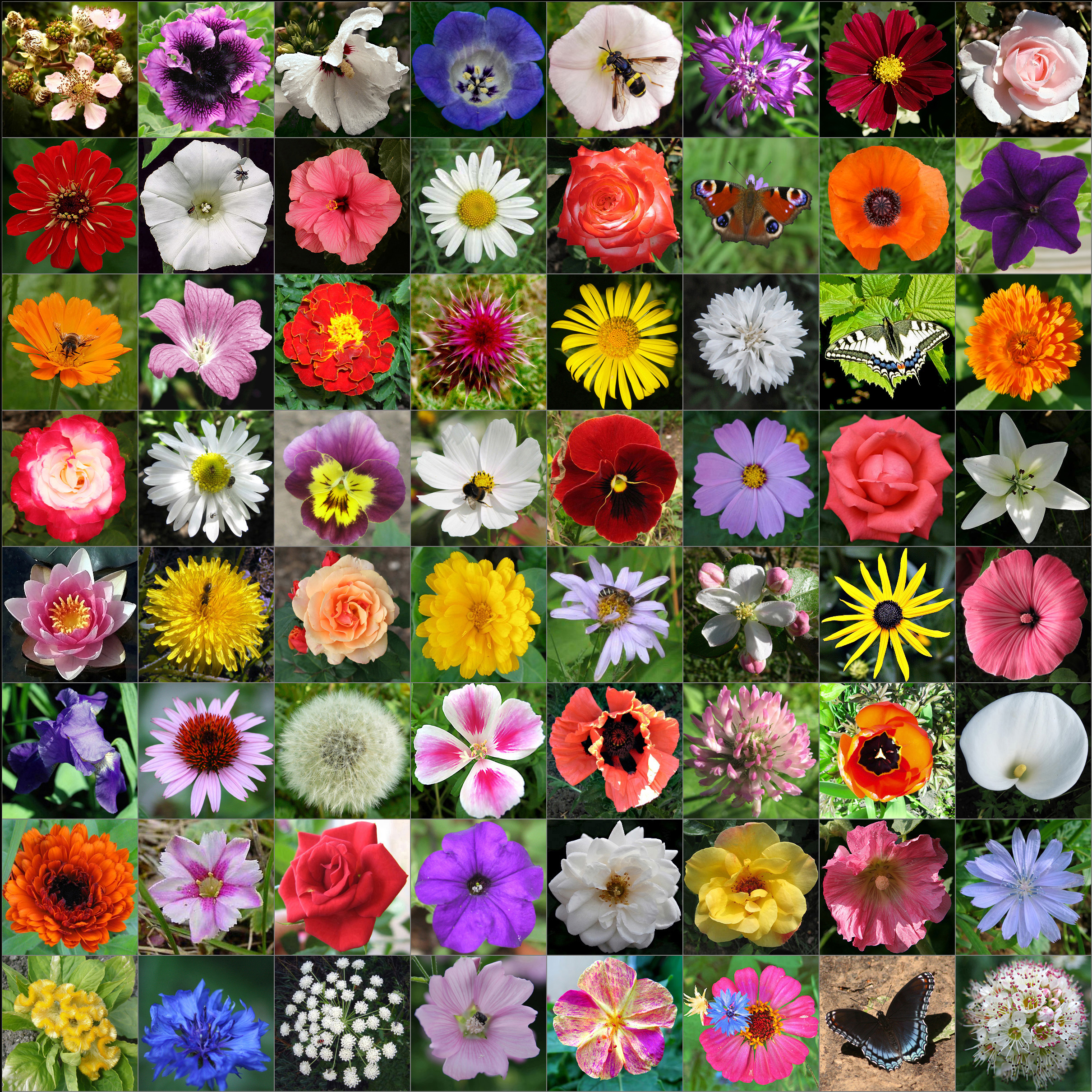 Цветы разные виды