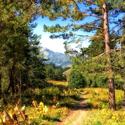 Jigsaw puzzle: Path in the mountain forest