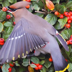 Jigsaw puzzle: Waxwing