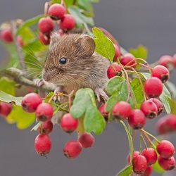 Jigsaw puzzle: Mouse in berries