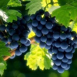 Jigsaw puzzle: Sunny grapes