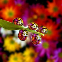 Jigsaw puzzle: Reflection in a drop