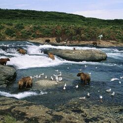 Jigsaw puzzle: Bears on the river