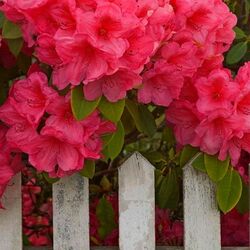 Jigsaw puzzle: Flowers by the fence