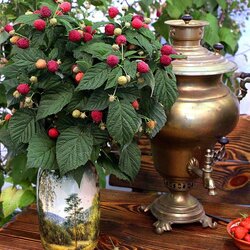 Jigsaw puzzle: A bouquet of raspberries at the samovar