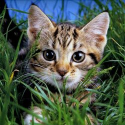 Jigsaw puzzle: Cat in the grass