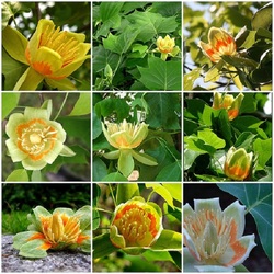 Jigsaw puzzle: Liriodendron flowers from different angles