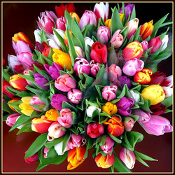 Jigsaw puzzle: Tulips