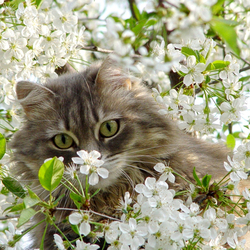 Jigsaw puzzle: In flowers