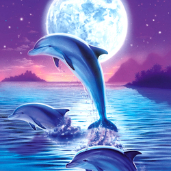 Jigsaw puzzle: Dolphins