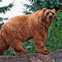 Jigsaw puzzle: Grizzly