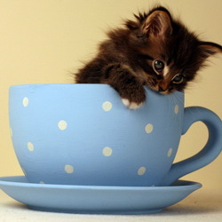 Jigsaw puzzle: Kitten in a cup