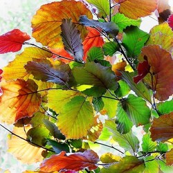 Jigsaw puzzle: Leaves to the light