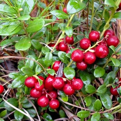 Jigsaw puzzle: Siberian lingonberry on the vine