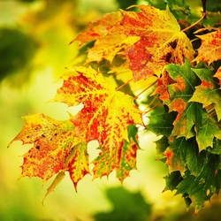 Jigsaw puzzle: Maple leaves