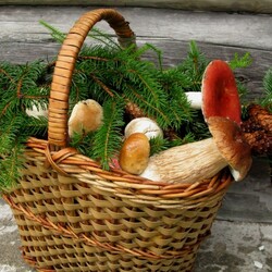 Jigsaw puzzle: Basket of mushrooms