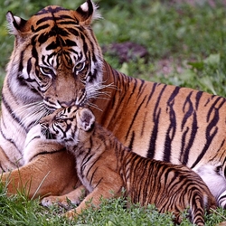 Jigsaw puzzle: Tigress with cub