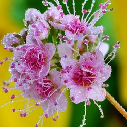 Jigsaw puzzle: Flowers in raindrops