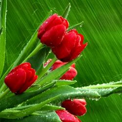 Jigsaw puzzle: Tulips in the rain