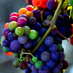 Jigsaw puzzle: Rainbow grapes