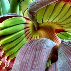 Jigsaw puzzle: Banana blossom