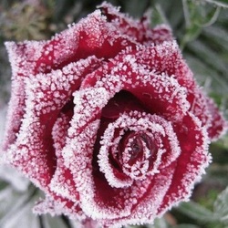 Jigsaw puzzle: Rose in ice crystals